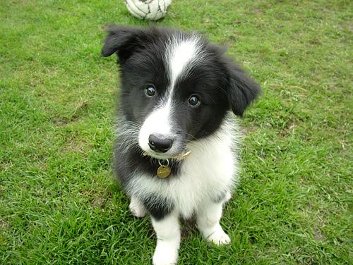 A dog image from https://images.dog.ceo/breeds/collie-border/n02106166_1059.jpg