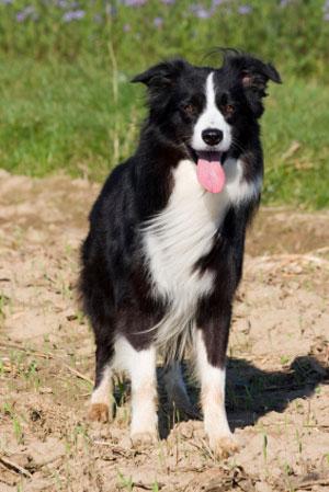 A dog image from https://images.dog.ceo/breeds/collie-border/n02106166_1246.jpg