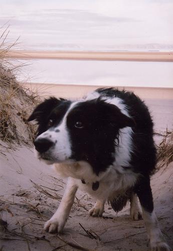 A dog image from https://images.dog.ceo/breeds/collie-border/n02106166_1311.jpg