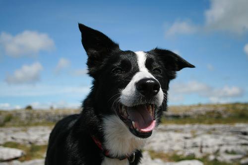 A dog image from https://images.dog.ceo/breeds/collie-border/n02106166_1426.jpg