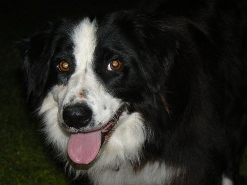 A dog image from https://images.dog.ceo/breeds/collie-border/n02106166_1705.jpg