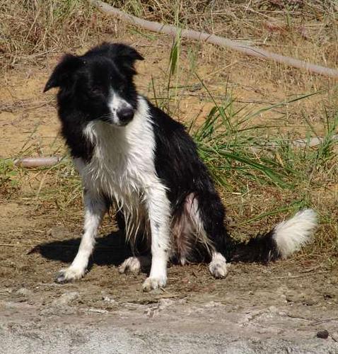 A dog image from https://images.dog.ceo/breeds/collie-border/n02106166_1796.jpg