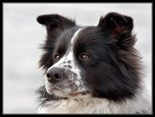 A dog image from https://images.dog.ceo/breeds/collie-border/n02106166_180.jpg