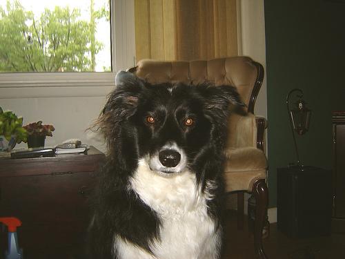 A dog image from https://images.dog.ceo/breeds/collie-border/n02106166_1874.jpg