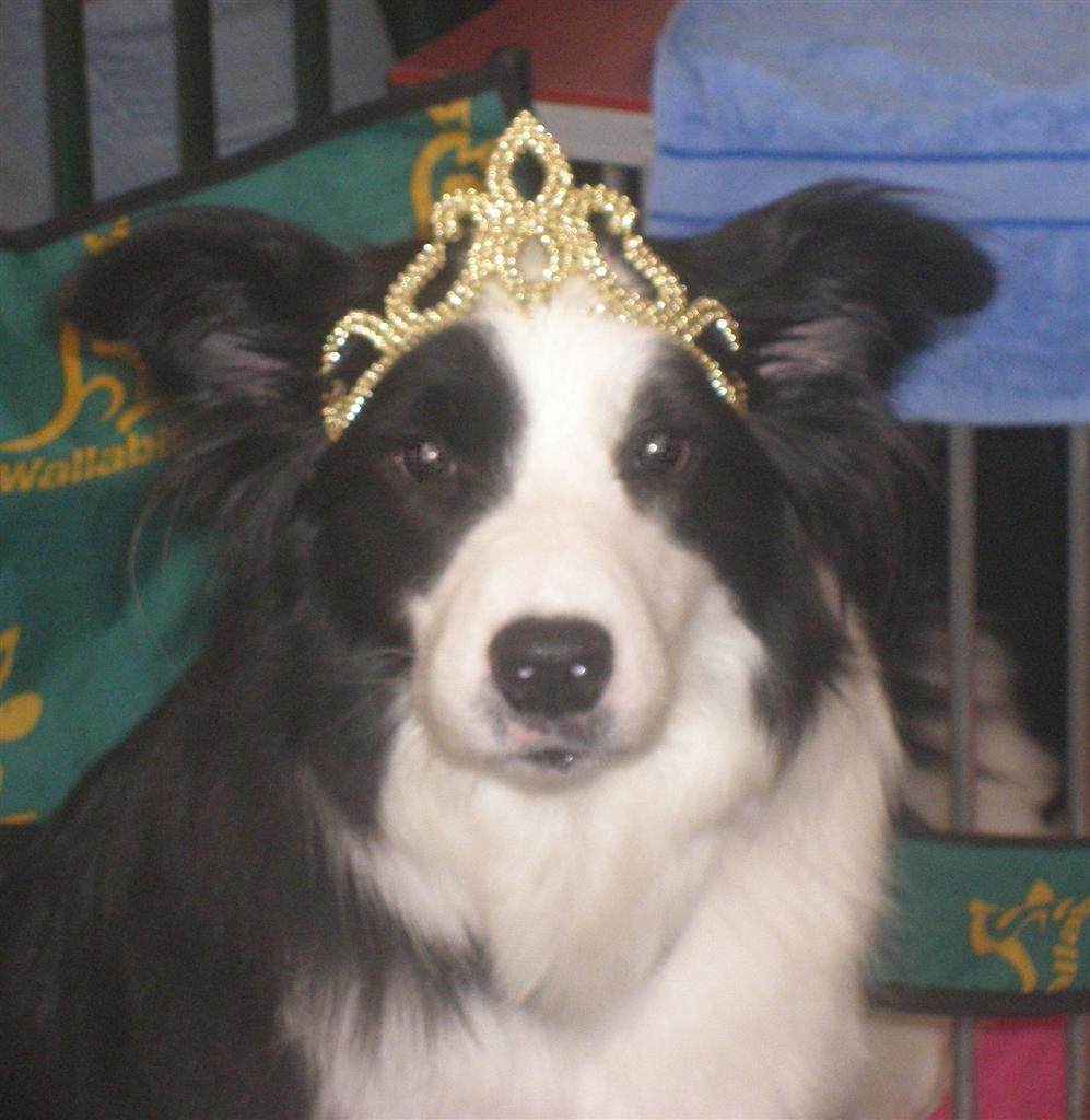 A dog image from https://images.dog.ceo/breeds/collie-border/n02106166_1983.jpg