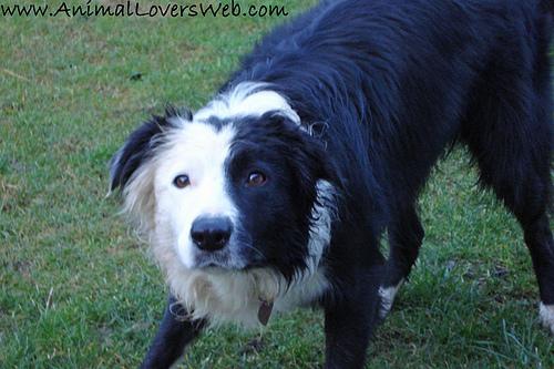 A dog image from https://images.dog.ceo/breeds/collie-border/n02106166_2198.jpg