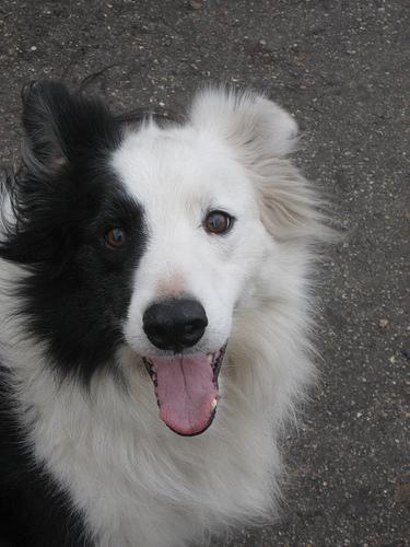 A dog image from https://images.dog.ceo/breeds/collie-border/n02106166_3253.jpg