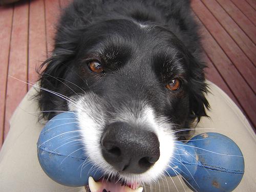 A dog image from https://images.dog.ceo/breeds/collie-border/n02106166_331.jpg