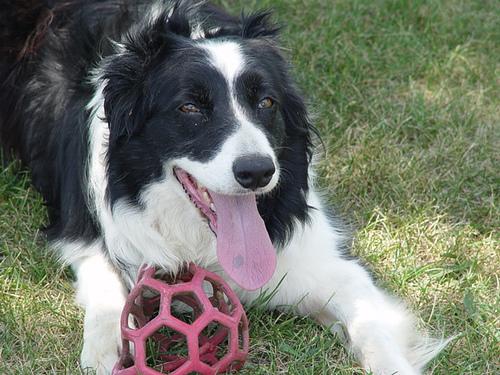 A dog image from https://images.dog.ceo/breeds/collie-border/n02106166_3416.jpg