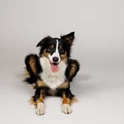 A dog image from https://images.dog.ceo/breeds/collie-border/n02106166_3429.jpg