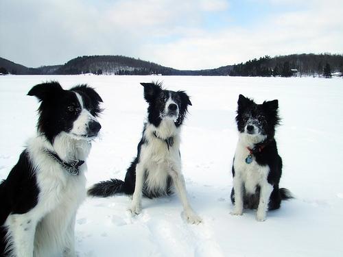 A dog image from https://images.dog.ceo/breeds/collie-border/n02106166_3447.jpg