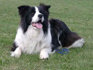 A dog image from https://images.dog.ceo/breeds/collie-border/n02106166_346.jpg