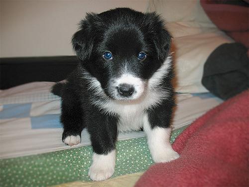 A dog image from https://images.dog.ceo/breeds/collie-border/n02106166_3515.jpg