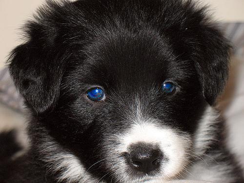 A dog image from https://images.dog.ceo/breeds/collie-border/n02106166_355.jpg