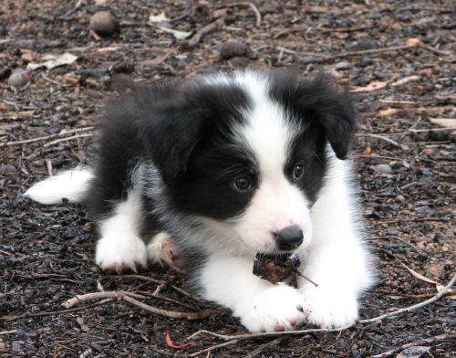 A dog image from https://images.dog.ceo/breeds/collie-border/n02106166_4625.jpg