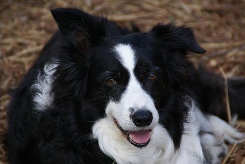 A dog image from https://images.dog.ceo/breeds/collie-border/n02106166_5097.jpg