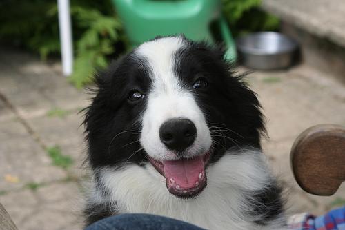 A dog image from https://images.dog.ceo/breeds/collie-border/n02106166_5607.jpg