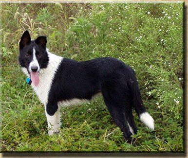 A dog image from https://images.dog.ceo/breeds/collie-border/n02106166_615.jpg