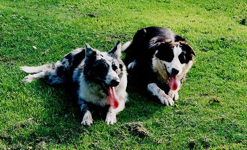 A dog image from https://images.dog.ceo/breeds/collie-border/n02106166_6415.jpg