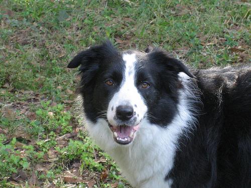 A dog image from https://images.dog.ceo/breeds/collie-border/n02106166_6545.jpg