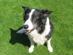 A dog image from https://images.dog.ceo/breeds/collie-border/n02106166_6659.jpg