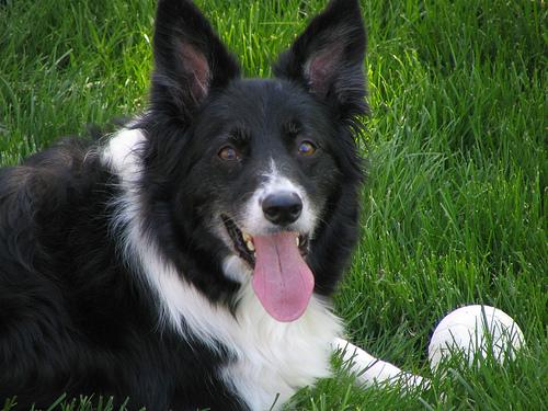 A dog image from https://images.dog.ceo/breeds/collie-border/n02106166_6710.jpg