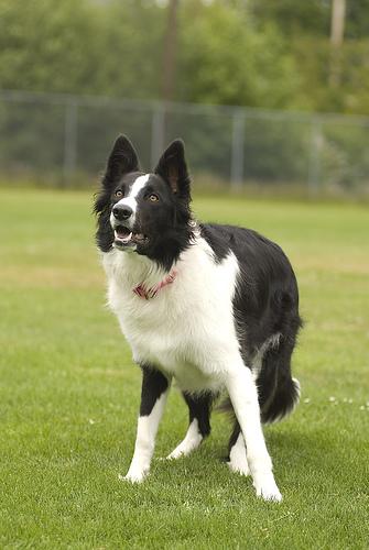 A dog image from https://images.dog.ceo/breeds/collie-border/n02106166_7074.jpg