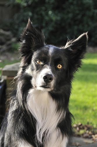 A dog image from https://images.dog.ceo/breeds/collie-border/n02106166_930.jpg