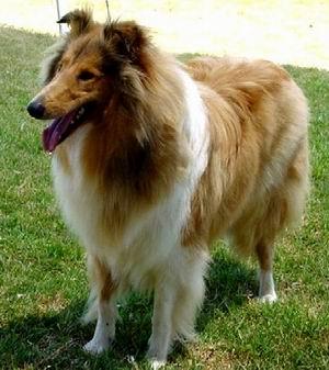 A dog image from https://images.dog.ceo/breeds/collie/n02106030_1005.jpg