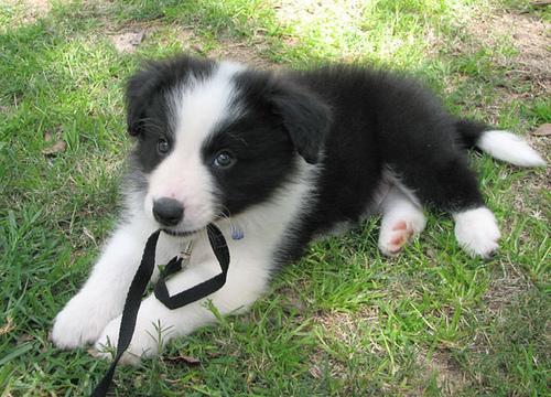 A dog image from https://images.dog.ceo/breeds/collie/n02106030_10170.jpg