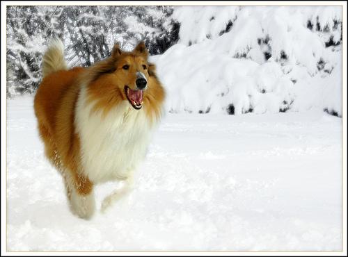 A dog image from https://images.dog.ceo/breeds/collie/n02106030_10246.jpg