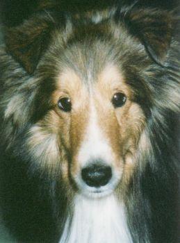 A dog image from https://images.dog.ceo/breeds/collie/n02106030_10377.jpg