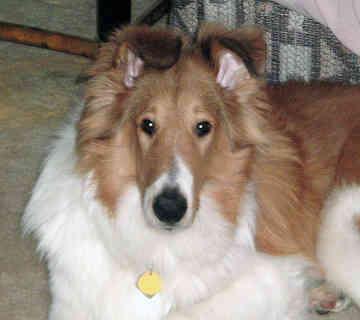 A dog image from https://images.dog.ceo/breeds/collie/n02106030_10459.jpg