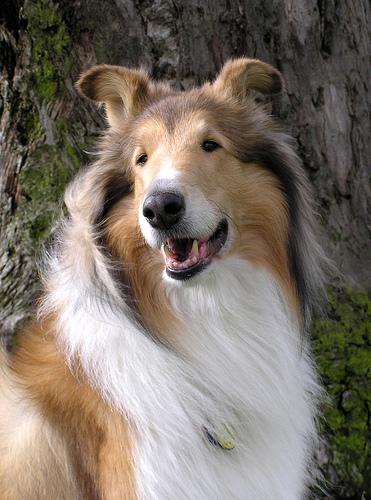 A dog image from https://images.dog.ceo/breeds/collie/n02106030_10675.jpg