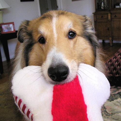 A dog image from https://images.dog.ceo/breeds/collie/n02106030_10965.jpg