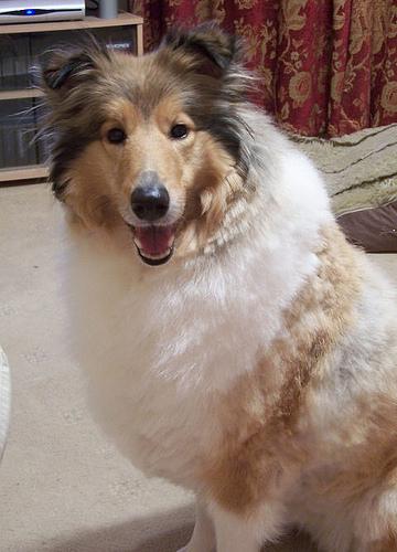 A dog image from https://images.dog.ceo/breeds/collie/n02106030_11024.jpg