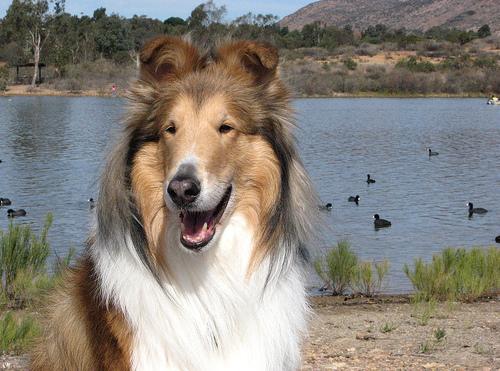 A dog image from https://images.dog.ceo/breeds/collie/n02106030_11148.jpg