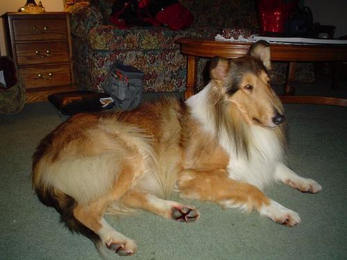 A dog image from https://images.dog.ceo/breeds/collie/n02106030_1152.jpg