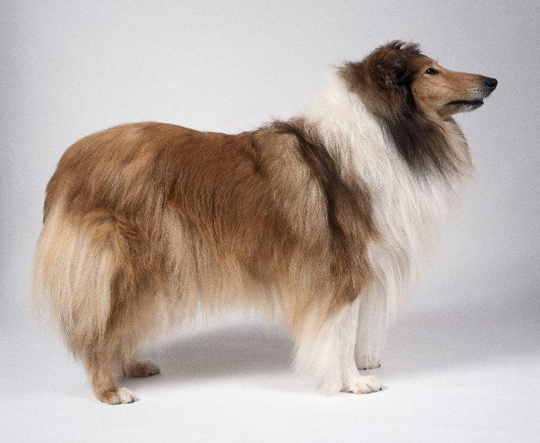 A dog image from https://images.dog.ceo/breeds/collie/n02106030_124.jpg