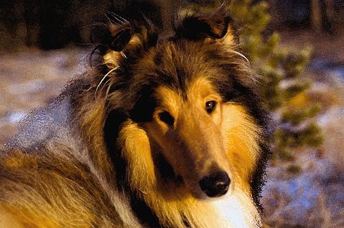 A dog image from https://images.dog.ceo/breeds/collie/n02106030_12714.jpg