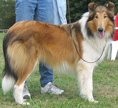 A dog image from https://images.dog.ceo/breeds/collie/n02106030_13834.jpg