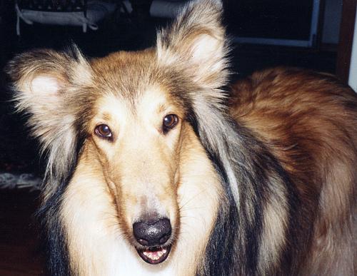 A dog image from https://images.dog.ceo/breeds/collie/n02106030_14089.jpg