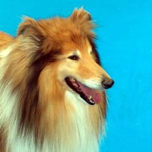 A dog image from https://images.dog.ceo/breeds/collie/n02106030_14143.jpg