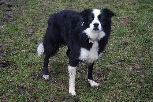 A dog image from https://images.dog.ceo/breeds/collie/n02106030_14677.jpg