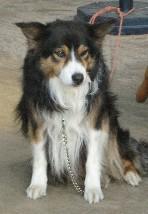 A dog image from https://images.dog.ceo/breeds/collie/n02106030_14736.jpg