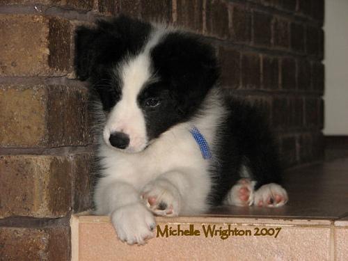 A dog image from https://images.dog.ceo/breeds/collie/n02106030_14811.jpg