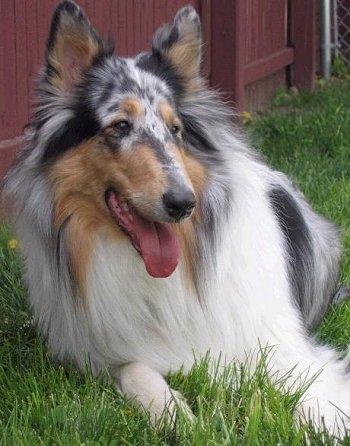 A dog image from https://images.dog.ceo/breeds/collie/n02106030_14943.jpg