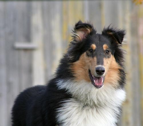 A dog image from https://images.dog.ceo/breeds/collie/n02106030_14999.jpg