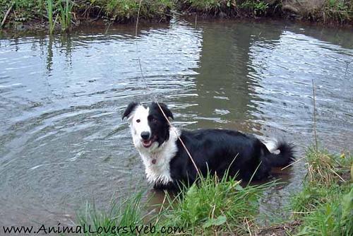 A dog image from https://images.dog.ceo/breeds/collie/n02106030_15008.jpg