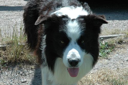 A dog image from https://images.dog.ceo/breeds/collie/n02106030_15054.jpg